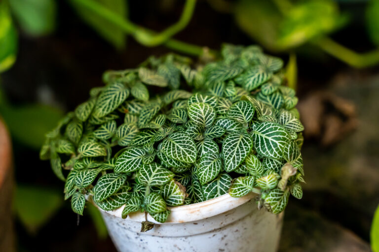 Plants & Planters